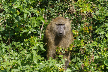baboon in the forest
Kenia Africa 