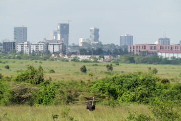 Kenia Africa Nairobi national park
