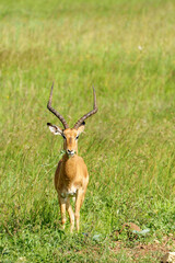 antelope in the grass
Kenia Africa 