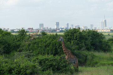 Kenia Africa Nairobi national park