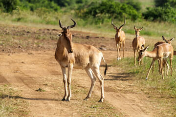 impala in the savannah
Kenia Africa 