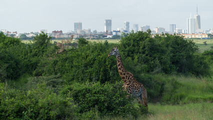 Kenia Africa Nairobi national park
