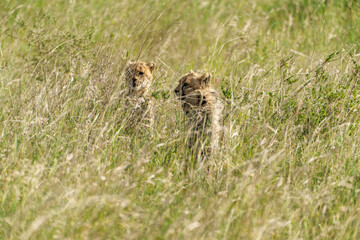 Kenia Africa Nairobi national park cheetah in serengeti national park