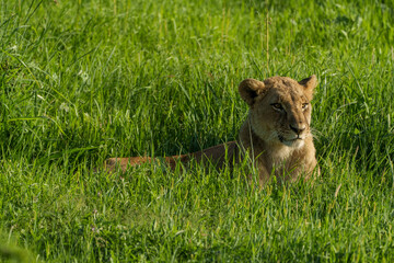 Kenia Africa lion in the wild
