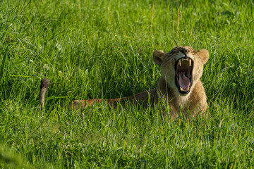 Kenia Africa lion in the wild