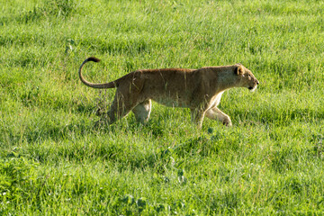 Kenia Africa lion in the wild