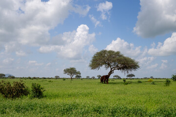 Kenia Africa wild elephant in the field