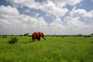 Kenia Africa national park elephant