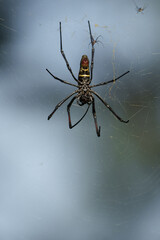 Kenia Africa Spider