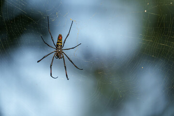 Kenia Africa spider on the web