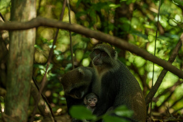 Kenia Africa Monkey with baby