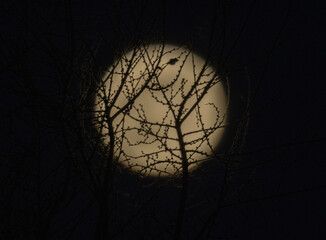 The moon, a perfect orb of alabaster, casts an ethereal luminescence on the forest floor, weaving a...