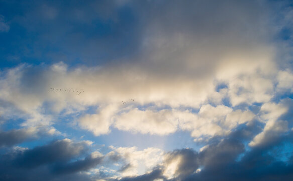 Birds flying in a blue cloudy sky in sunlight in winter, Almere, Flevoland, The Netherlands, January 1, 2024 © Naj
