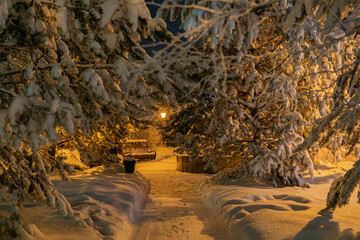 winter in the park