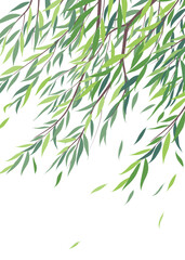 Branches  of Willow Tree with Green Leaves - 701679905