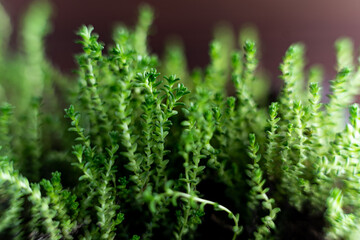 Fresh watercress grass sprouts with water droplets. Selective focus. Macro grass
