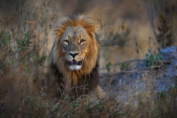 Old mane lion lying in the gras, Okavango delta, November in Botswana. Close-up detail portrait of...
