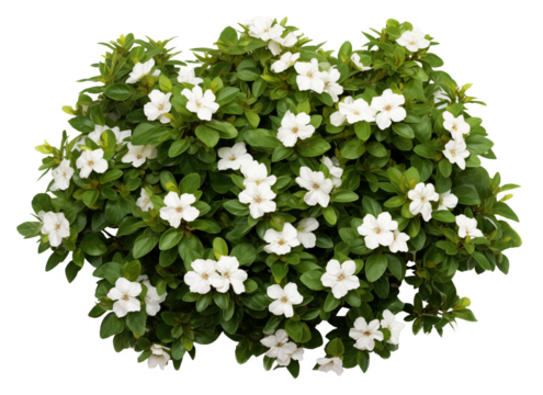 Dog-rose Blooming Bush. Landscape Design Plan Template. Top Plan View. Ai Generative