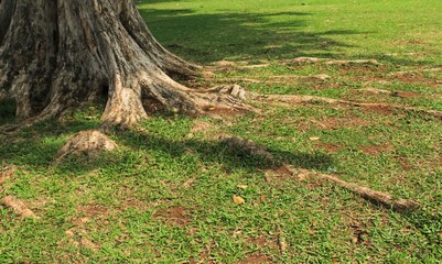 big tree roots