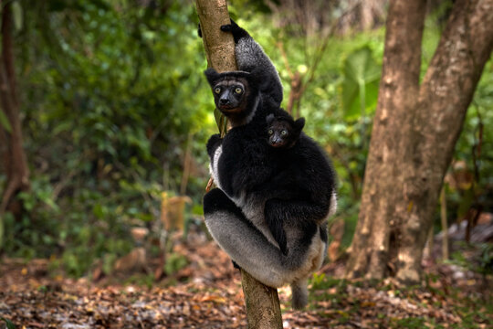 Wildlife Madagascar, indri monkey portrait, Madagascar endemic. Lemur in nature vegetation. Sifaka on the tree, sunny evening. Monkey with yellow eye. Nature forest tree habitat.
