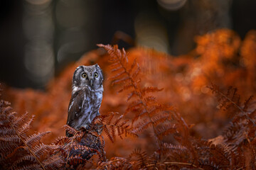 Autumn nature, owol in orange fern growth. Fall forest wildlife. Owl, detail portrait of bird in...