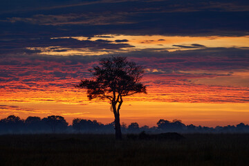 Solitaire tree in Okavango delta, Botswana. Africa landscape.