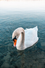 cygne du lac Léman