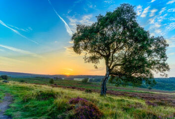 sunset in the field