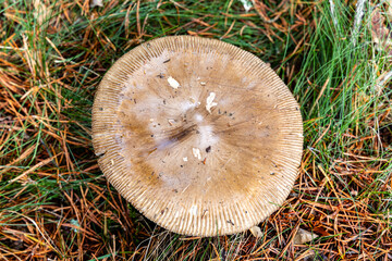 Small mushrooms in the Sierra de Guadarrama National Park, Madrid, Spain