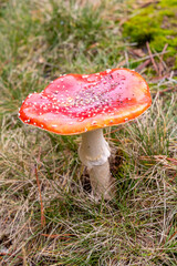 Small mushrooms in the Sierra de Guadarrama National Park, Madrid, Spain
