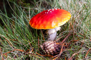 Small mushrooms in the Sierra de Guadarrama National Park, Madrid, Spain