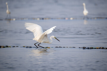 Fototapeta na wymiar great white egret