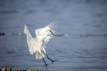 snowy egret in flight