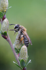 Vertical closeup on a female gray-gastered mining bee, Andrena tibia's on a Willow twig, Salix