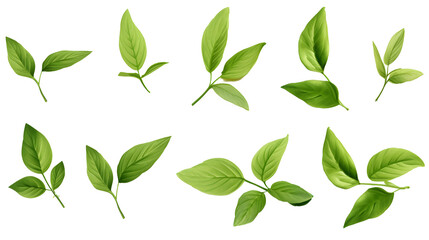 Set of flying basil leaves on white background