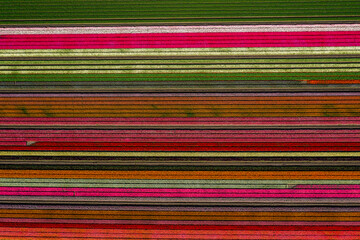 aerial overhead shot of colorful horizontally striped tulips field