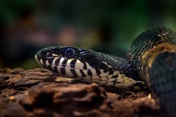 Elaphe schrenckii, Amur rat snake, close-up detail portrait of viper in the nature habitat. Head of amur snake in the dark forest, Vladivostok, Russia in Asia. - obrazy, fototapety, plakaty