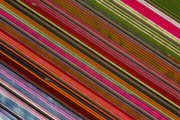 aerial overhead shot of colorful diagonally striped tulips field