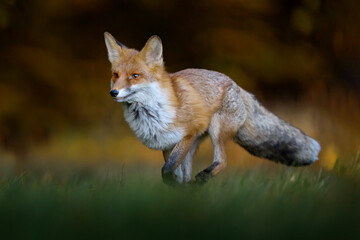 Autumn wildlife. ed fox running on orange autumn leaves. Cute Red Fox, Vulpes vulpes in fall...