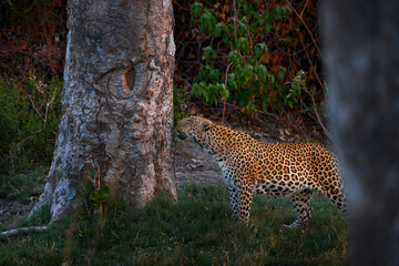 Leopard sunset, Panthera pardus shortidgei, nature habitat, big wild cat in nature habitat, sunny day on the savannah, Okavango delta Botswana. Wildlife nature. Africa wildlife.