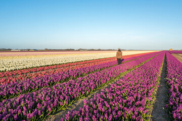 person standing in colorful field of tulips and hyacinths