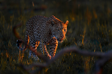 Leopard, Panthera pardus shortidgei, nature habitat, big wild cat in the nature habitat, sunny day...