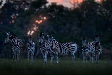 Fototapeta na wymiar Wildlife, zebra sunset. Orange red evening twilight sky on the meadow field with zebra, Okavago delta, Botswana in Africa. Sunset in the nature, widlife in Botswana. Africa Travel.