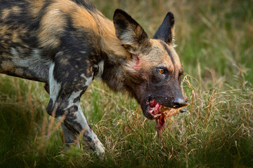 Vomiting African wild dog, Lycaon pictus, detail portrait open muzzle, Zambia, Africa. Dangerous spotted animal with big ears. Hunting painted dog on African safari. Wildlife scene from nature.