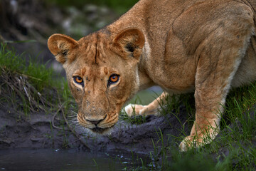 Lion drik water from the pond, Zambia. Close-up detail portrait of danger animal. Wild cat from...