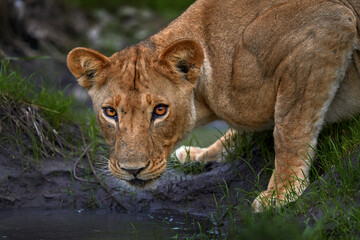 Lion drik water from the pond, Zambia. Close-up detail portrait of danger animal. Wild cat from Africa. Hotd day in nature, wildlife.