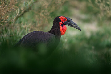 Big bill bird from Africa. Southern ground-hornbill, Bucorvus leadbeateri, largest hornbill in the world. Black bird with red face walking in the green grass. Animal in the habitat, Okavango, Botswana