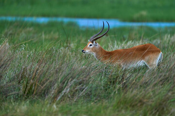 Lechwe in the grass, Okavango delta in Botswana, Africa. Wildlife nature. Red lechwe, Kobus leche,...