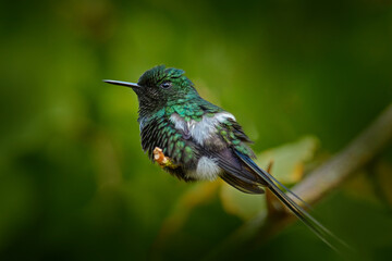 Wildlife Costa Rica, tinny green bird. Nice hummingbird Green Thorntail, Discosura conversii with green vegetation, La Paz, Costa Rica. Birdwatching in Central America.