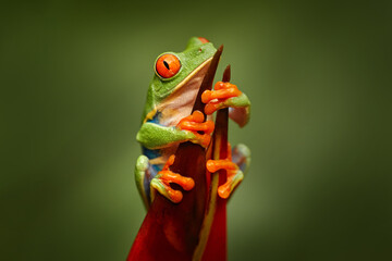 Nature Costa Rica. Red-eyed Tree Frog, Agalychnis callidryas, animal with big red eyes, in the...